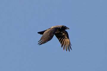 Hooded Crow (Corvus cornix) - Found in Urban and Coastal Areas, Bull Island, Dublin
