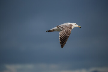 Herring Gull (Larus argentatus) - Coastal Seabird Common on Bull Island, Dublin, and Irish Shores
