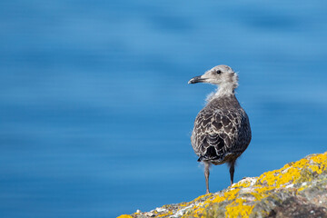Herring Gull (Larus argentatus) - Coastal Seabird Common on Bull Island, Dublin, and Irish Shores