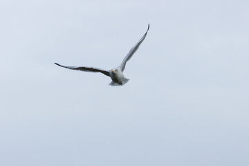 Herring Gull (Larus argentatus) - Coastal Seabird Common on Bull Island, Dublin, and Irish Shores