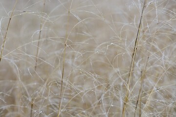 Dry light brown bentgrass plants in autumn close up background foliage pattern