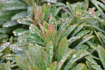 Green plant leaves with tiny droplets close up background