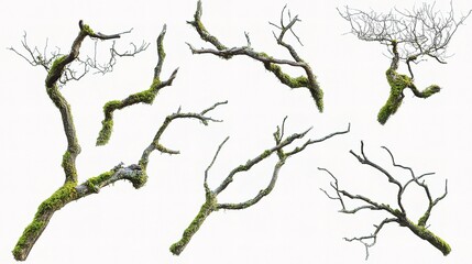 Fototapeta premium Diverse Collection of Dried and Mossy Tree Branches on White Background