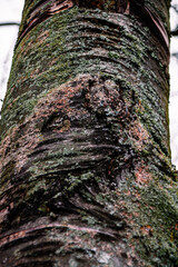 drzewa w detalu, zbliżeniu miejska przyroda