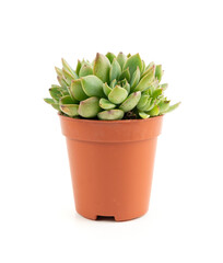 Graptopetalum, leatherpetal succulent isolated, pentandrum superbum office table plant