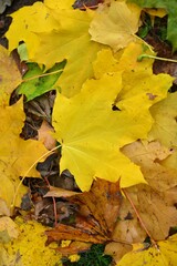 Autumn leaves on the ground top view close up pattern background. Maple leaves in the autumn. Colourful tree leaves laying on the ground .