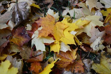 Autumn leaves on the ground top view close up pattern background. Maple leaves in the autumn. Colourful tree leaves laying on the ground .