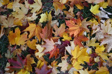 Autumn leaves on the ground top view close up pattern background. Maple leaves in the autumn. Colourful tree leaves laying on the ground .