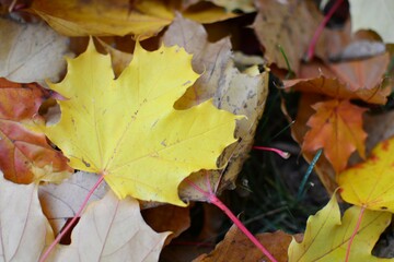 Autumn leaves on the ground top view close up pattern background. Maple leaves in the autumn. Colourful tree leaves laying on the ground .