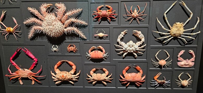 Ocean Creatures in the Gallary