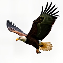 Obraz premium Majestic eagle soars freely in sky. Powerful bird of prey displays strong wings, sharp beak. Wild nature scene animal in flight. Symbol of freedom, power. Eagle in flight against white background.