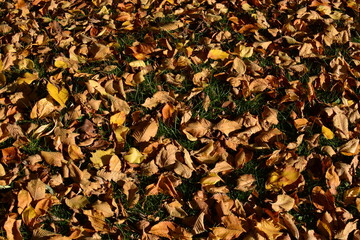 Fallen dry tree leaves on the grass in autumn