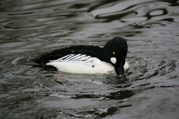 A Barrows Goldeneye in the water