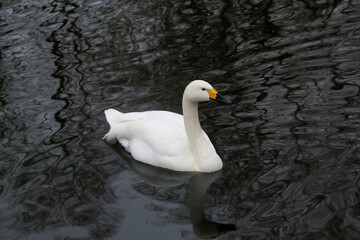 white swan on the lake