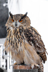 Owl in front of a blurred grey meadow, bird, wildlife bokeh. Close portrait of an Eurasian eagle owl (Bubo Bubo)