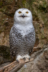 Snowy owl in a Parc  (Nyctea scandiaca), adult, close up portrait, on tree trunk. Closeup portrait...