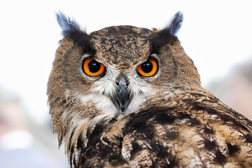 Owl in front of a blurred grey meadow, bird, wildlife bokeh. Close portrait of an Eurasian eagle owl (Bubo Bubo)
