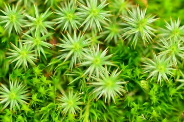 Green spiky grass leaves carpet close up macro top view background greenery pattern
