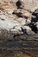 Photo of crowned cormorant
