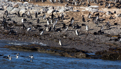 A photo of African penguins