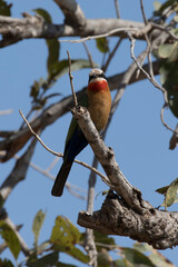 Photo of white fronted bee eater