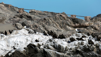 Photo of crowned cormorant