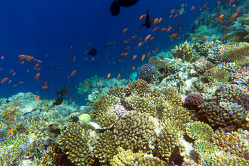 View of coral reef