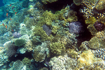 View of coral reef