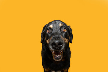 Obraz premium Portrait happy smiling rotweiler dog looking at camera with smiling expression face. Isolated on yellow background on spring or summer season