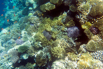 View of coral reef