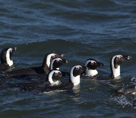 Fototapeta premium A photo of African penguins