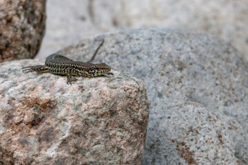 Tyrrhenian wall lizard (Podarcis tiliguerta) is a species of lizard in the family Lacertidae. The species is endemic to the islands Sardinia and Corsica
