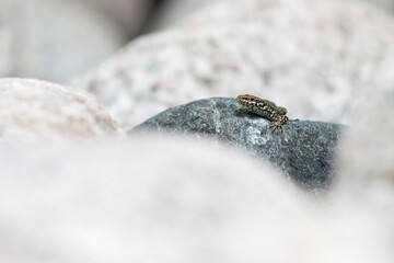 Tyrrhenian wall lizard (Podarcis tiliguerta) is a species of lizard in the family Lacertidae. The species is endemic to the islands Sardinia and Corsica
