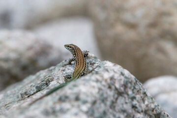 Tyrrhenian wall lizard (Podarcis tiliguerta) is a species of lizard in the family Lacertidae. The species is endemic to the islands Sardinia and Corsica
