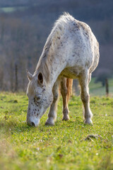 Obraz premium Portrait of a horse in a field in a sunny winter day. Grey horse in countryside. Head portrait of a horse grazing in a meadow.
