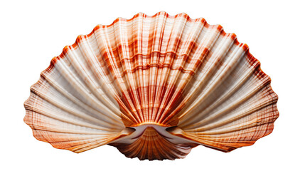 A pristine white scallop shell with delicate ridges, ideal for ocean-themed decor, studio view, isolated on transparent background.