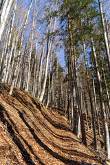 path through a birch forest in autumn or winter with blue sky in the background