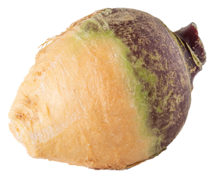 Close-up of purple and yellow rutabagas on a transparent background in PNG format