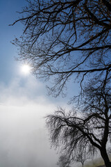  silhouettes of trees with branches getting covered by fog towards the rests of blue sky