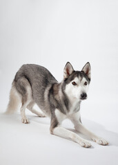 A Siberian Husky resting on a white background, its serene expression and symmetrical coat emphasizing its elegant appearance. The dog's relaxed pose reflects its gentle nature.