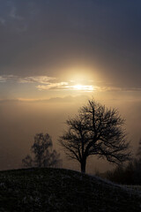 Fototapeta premium sunset view with silhouettes of trees in Vorarlberg into golden fog from Bildstein
