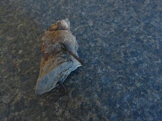 A very unique find of nails driven into a knot in a piece of lumber.  The lumber has rotted and the nails have rusted, showing the passage of time.
