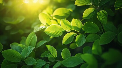 Lush Green Leaves in Sunlit Summer Garden with Natural Beauty