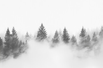 forest in fog