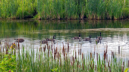 A flock of Canada geese wandering in water