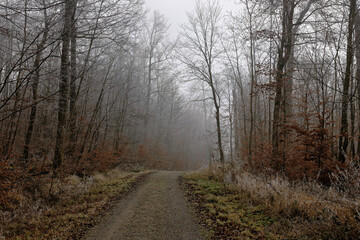 frozen forest with frozen frost on the trees with forest path in winter in fog