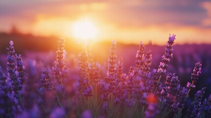 Serene Lavender Field at Summer Sunset with Beautiful Violet Blooms