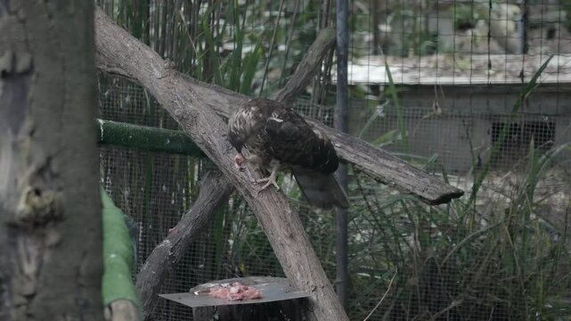 Honey kite (Pernis apivorus) eating meet