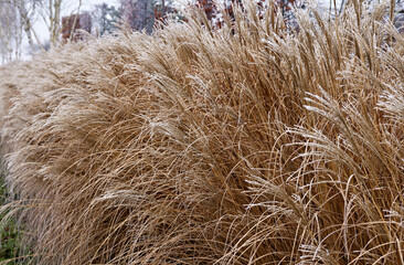 frozen grasses with frozen frost on the inflorescence in winter