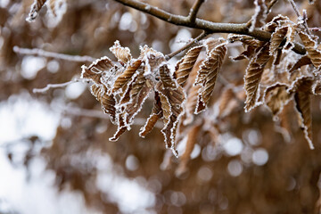 frozen withered leaves with frozen frost on a branch in winter